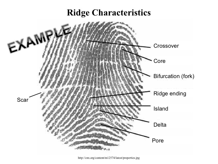 Caratteristiche delle impronte digitali